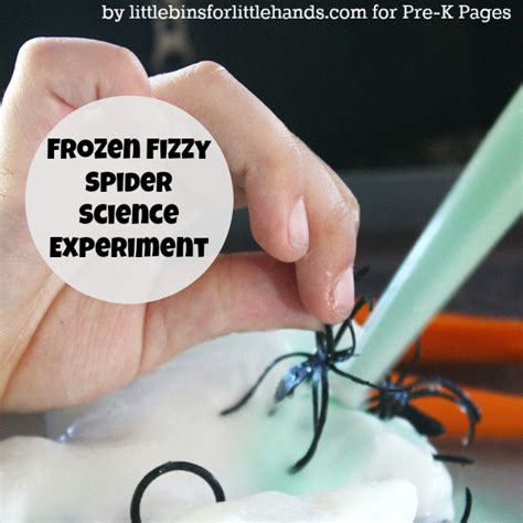 Spider Science Experiment