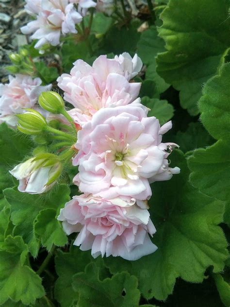 Pelargonium Rosebud Gem In 68mm Super Tube Trigg Plants