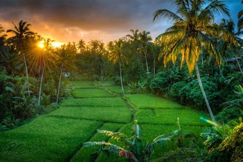 gambar pemandangan bunga indah gambar pemandangan