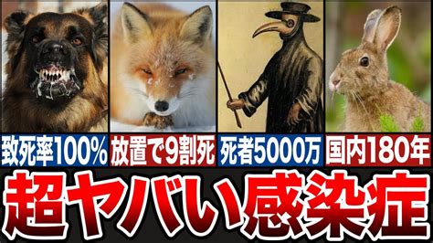 致死率100 死者5000万人動物由来の超ヤバい感染症ゆっくり解説 YouTube