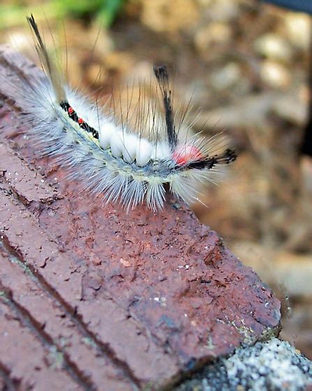 White Marked Tussock Moth Caterpillar Orgyia Leucostigma Bugguidenet