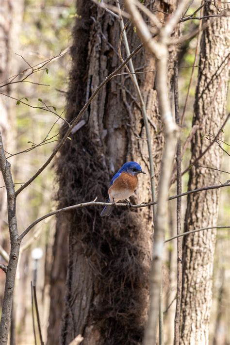 Waking Up with the Birds — Reflection Riding | Chattanooga nature