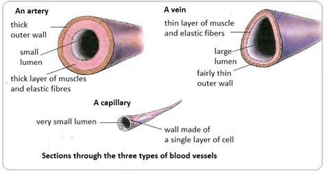 arteries veins  capillaries structure  functions biology