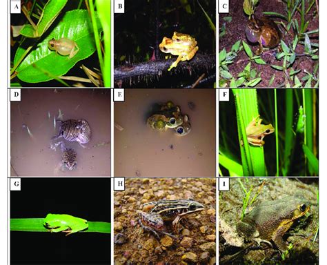 Anurans Registered In Southwestern Of Goi S Brazil A Scinax