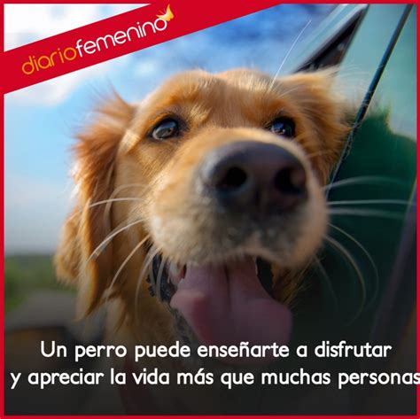 Frases De Amor Sobre Perros Nos Enseñan A Disfrutar De La Vida