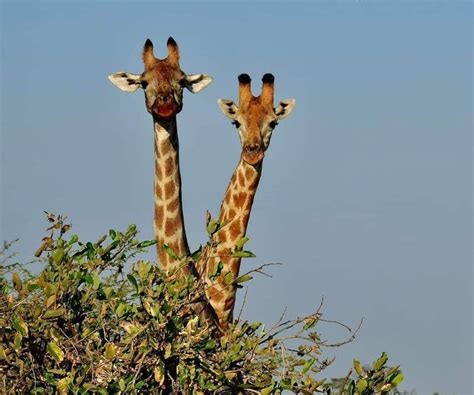 Botswana Day Extension Outside The Square Travel Adventures For The Almost Independent Gay