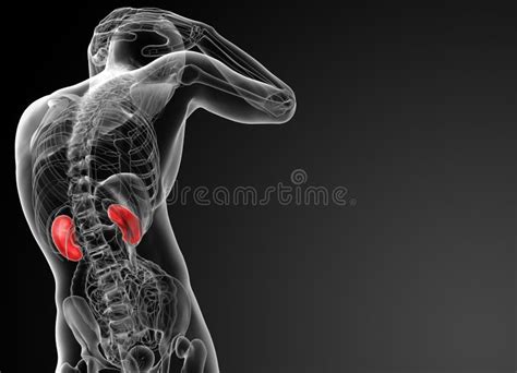 3d Rendered Illustration of Kidneys Stock Illustration - Illustration ...