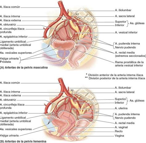 Estructuras Vasculonerviosas De La Pelvis Enfermer A