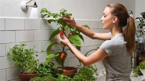 Como cultivar pimientos en macetas fácilmente en casa