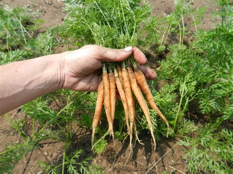 Eventually When The Carrots Are Spaced Sufficiently To About Three