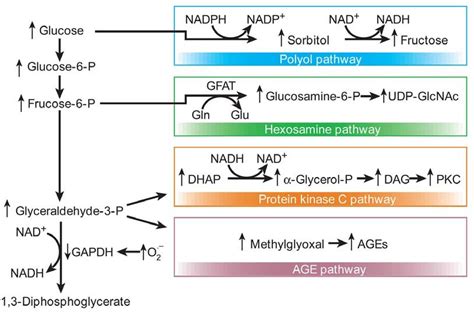 Hyperglycemia Induced Cellular Pathways Hyperglycemia Induced