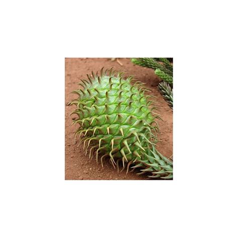 Quennsland pine, Hoop pine seeds for sale (Araucaria cunninghamii)