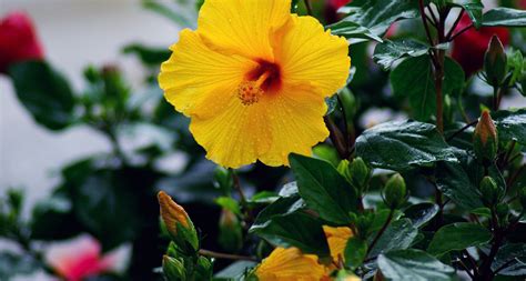 Hawaii State Flower - Hibiscus - ProFlowers Blog