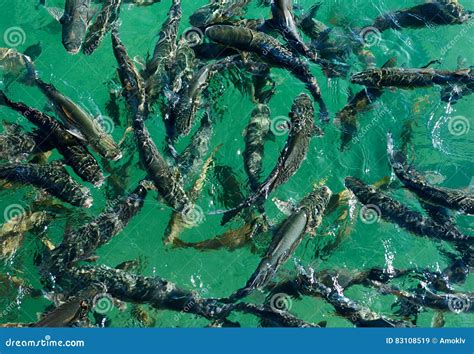 Escuela De Pescados En El Agua Clara Imagen De Archivo Imagen De Agua