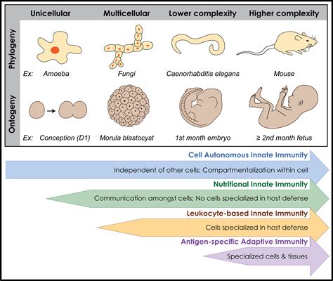 Protecting The Newborn And Young Infant From Infectious Diseases