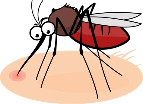 cartoon mosquito  human skin sucking blood funny insect gnat