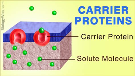 A Face-off Between Carrier Proteins Vs. Channel Proteins