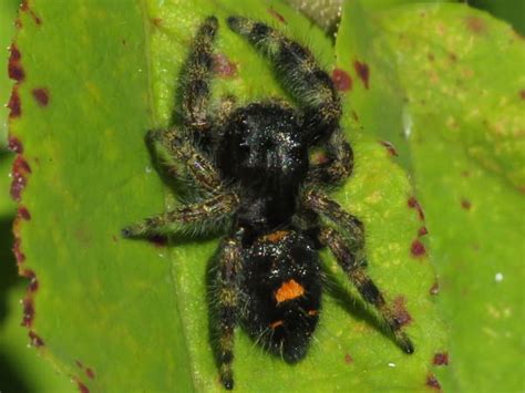 Illinois Spiders Pictures And Identification Guide Green Nature