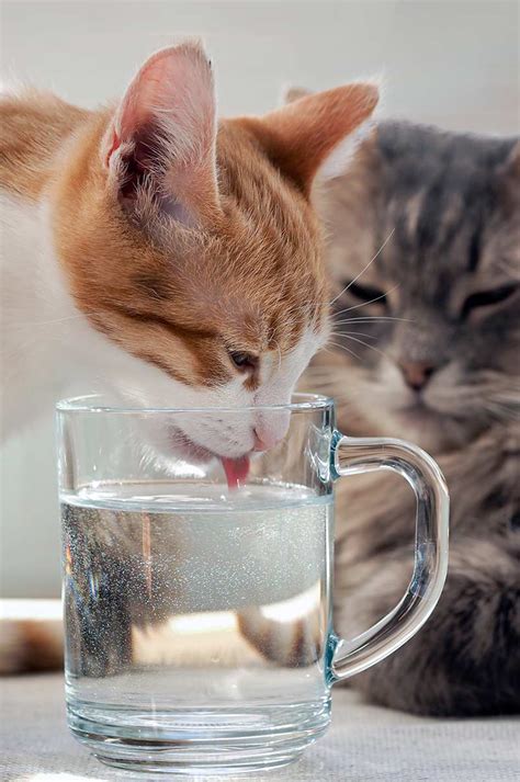 Your Cat's Drinking Water - Tips, Fountains, And Our Favorite Water Bowls