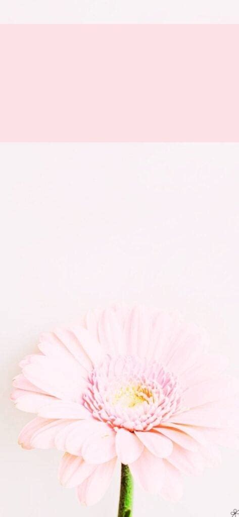 35 Pink Aesthetic Pictures Pretty Daisy Pink Wallpaper Idea Wallpapers