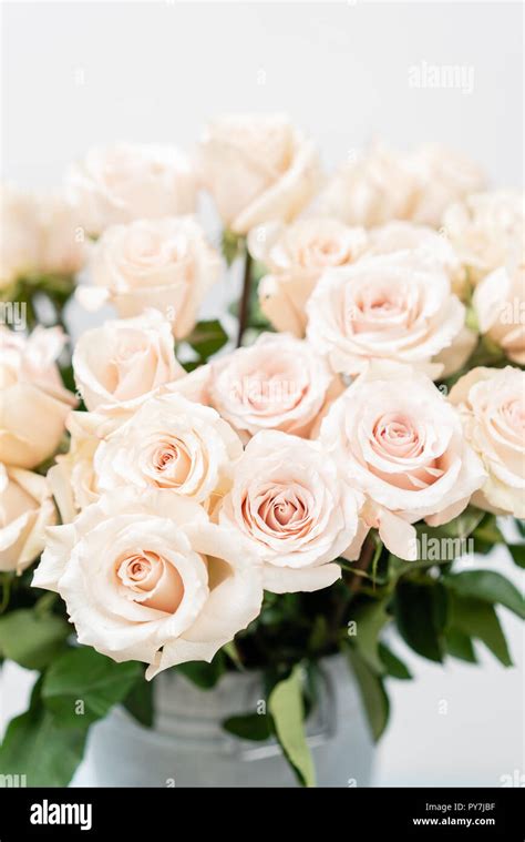 Pastel color. Beautiful light pink roses in bucket on street flower market. Rose flower holiday ...