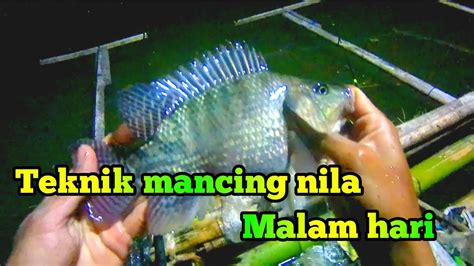 Mancing Ikan Nila Malam Hari Paling Cocok Pakai Cara Ini Toxicfishing