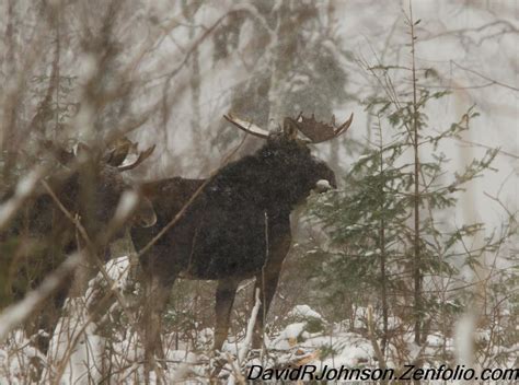 Wildlife in the Northland – Boundary Waters Blog