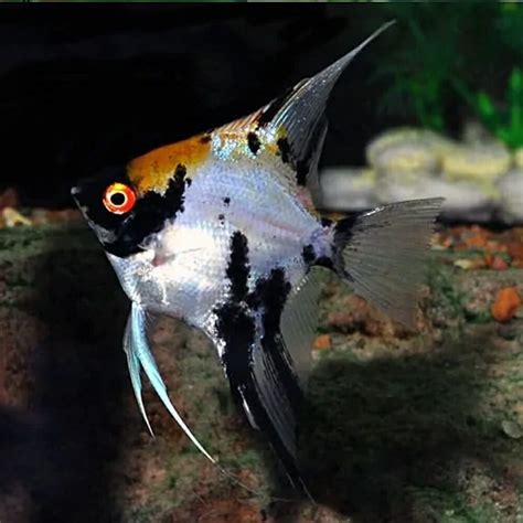 Aquarium Central Angel Fish Marbled Gold Koi Angelfish Pterophyllum