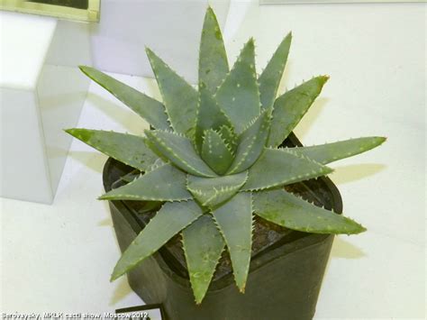 Succulent Atlas - Peter Lapshin