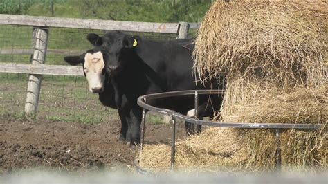 Iowa AG Officials Consider New Guidelines For Fairs And Expos As Avian