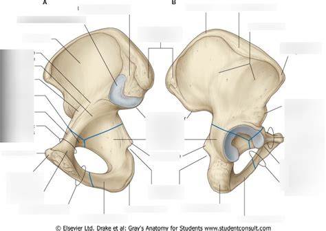 Pelvis anatomy Diagram | Quizlet