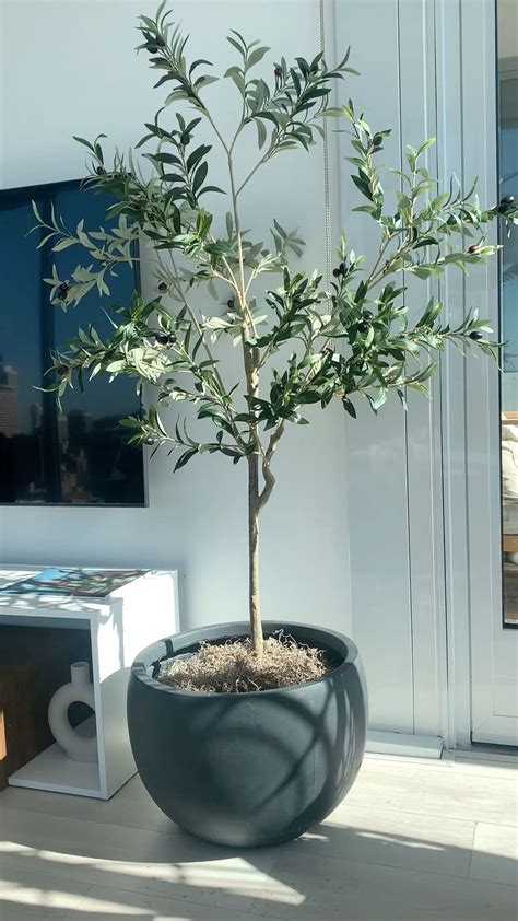 Aarav Artificial Olive Tree In Pot Curated On Ltk Potted Trees Olive