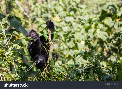 345 Gorilla Vine Images Stock Photos And Vectors Shutterstock