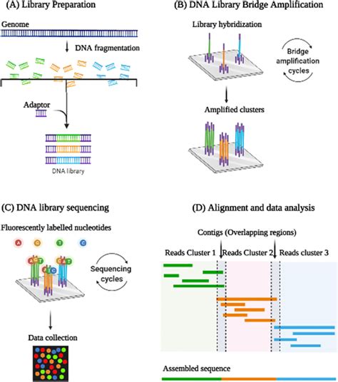 Represents The Steps Involved In Next Generation Sequencing Library