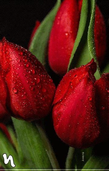 Pin by Ane castro on flowers tulips ♡ | Amazing flowers, Exotic flowers ...
