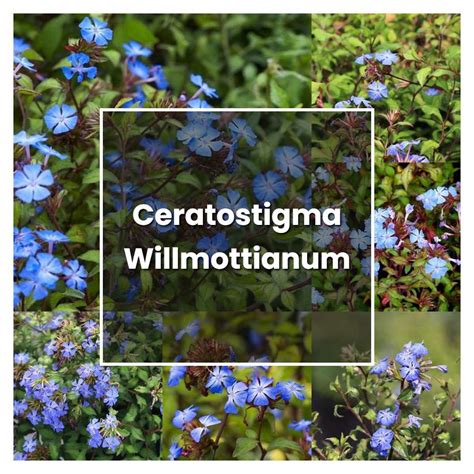 How to Grow Ceratostigma Willmottianum - Plant Care & Tips ...