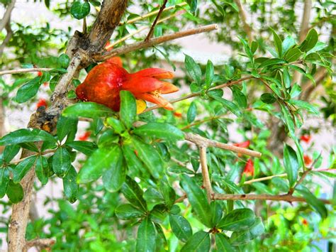 Pomegranate tree with flowers, Pomegranate background 24758978 Stock ...