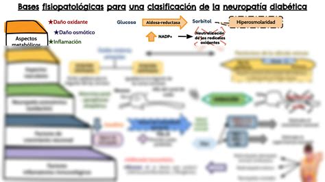 Solution Bases Fisiopatol Gicas De La Neuropatia Diabetica Studypool