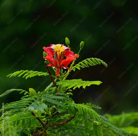 Beautiful Gulmohar (Guldaudi) Sevti flower and its beautiful leaves ...