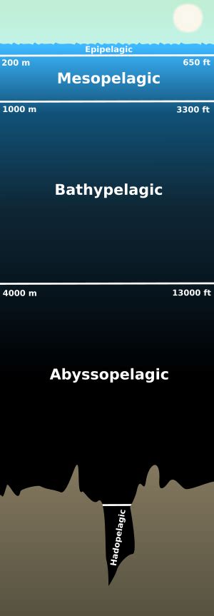 Abyssal zone - Wikipedia