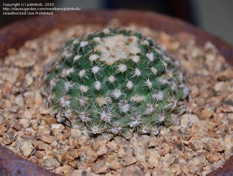 Plantfiles Pictures Knowltons Cactus Thimble Plains Cactus