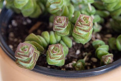 How To Grow And Care For Crassula Perforata