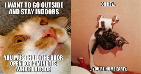 33 Funny Cat Memes That Never Fail To Make Us LOL Funny Cat Memes