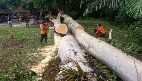 Nusabali Pohon Pule Berusia Ratusan Tahun Tumbang