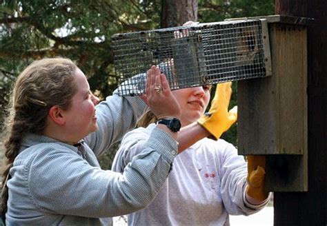 Studying Southern Flying Squirrels Glaucomys Volans