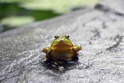 A Tale Of Two Frogs Clear Vision