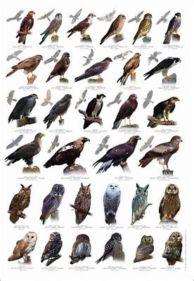 British Bird of Prey Identification Chart Nature Poster | #161452903