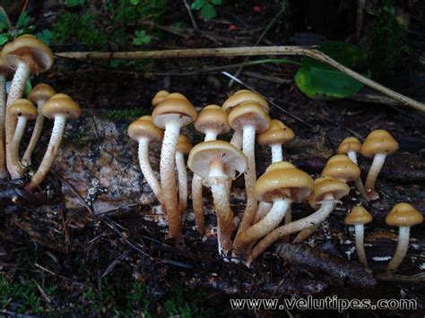 Kuehneromyces Mutabilis Koivunkantosieni Natural Fungi In Finland