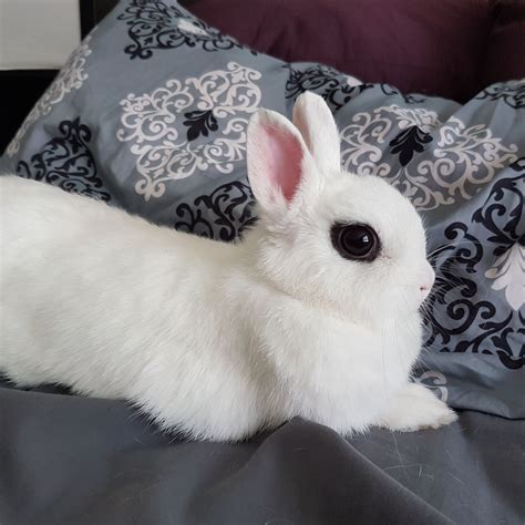 Imogen The Cute Dwarf Hotot Rabbit Pet Rabbit Cute Animals Dwarf