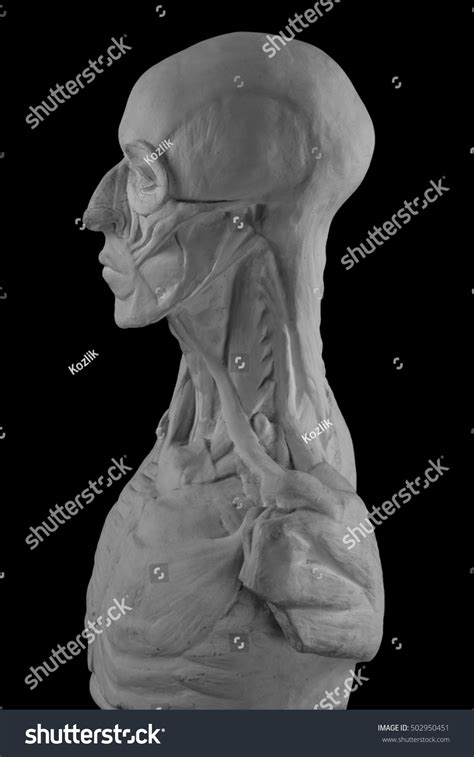 Plaster Statue Naked Man Anatomically Shaped Stock Photo Shutterstock